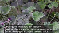 PELARGONIA AFRYKANSKA - Sprawdź jak działa i jakie ma właściwości
