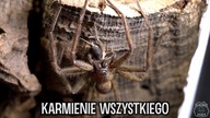 KARMIENIE i doglądanie hodowli #1 NOWA SERIA!