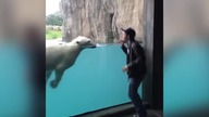 Zabawa z niedźwiedziem polarnym w Holenderskim ZOO