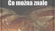 Co można znaleźć w chlebie? Przeprowadziliśmy test