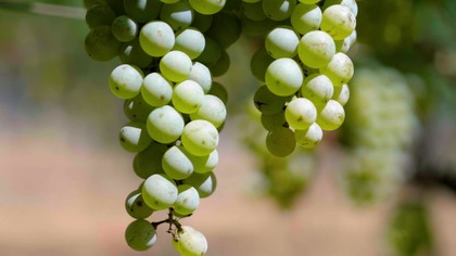 Idealny rocznik - dokument lektor pl