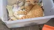 cats thief moneys