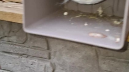 Kanarki się wykluły