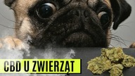 CZY PSY MOGĄ MIEĆ FAZĘ? | STOSOWANIE CBD U ZWIERZĄT | #potcast