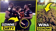 Chelsea pokazali, że mają JAJA - dosłownie...  DZIKI zniszczyły boisko!