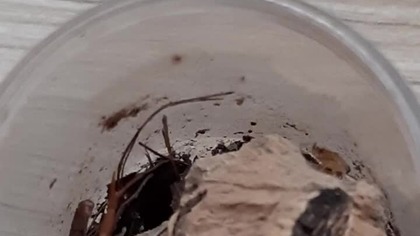 Scorpion feeding 