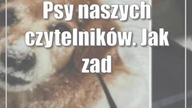 Psy naszych czytelników.  Jak zadbać o pupila zimą?