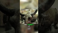 Najstarszy Bizon z Epoki Lodowcowej Fascynujące Odkrycie!