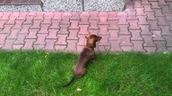 Jamnik miniaturtowy z hodowli ArisFCI  / Dachshund - szczekanie