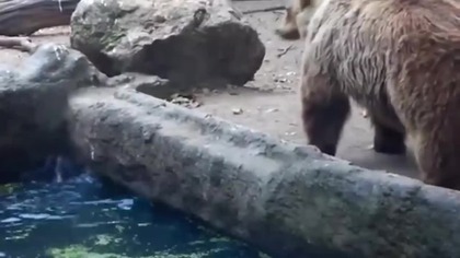 10 SYTUACJI W, KTÓRYCH ZWIERZĘTA URATOWAŁY INNE ZWIERZĘTA