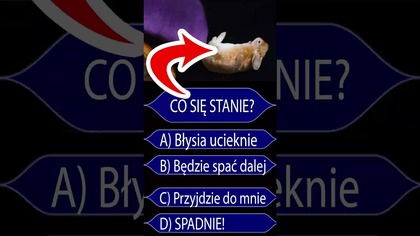Co się stanie? #funny #bunny