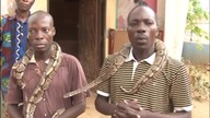 Afrykańska Świątynia Pyton&oacute;w w Benin (kolekcja video)