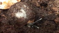 Pleurodonte excellens 