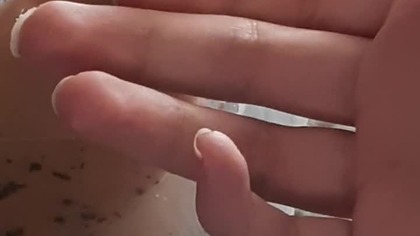 Curious Archahatina icterica 