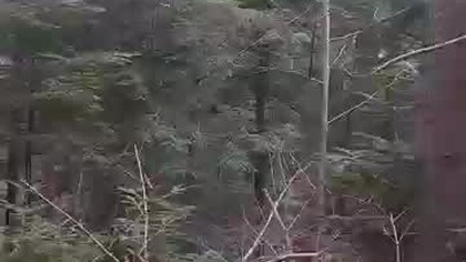 Szelest liści w Bieszczadach po zimie...  #bieszczady #bieszczadzkilas #wbiesy #biesyiczady #wbiesy