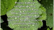 Audycja Wyzwolony - Dawid Walker