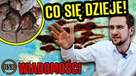 Ostrzeżenia W Całej Europie!: Ogromna Plaga, Zabarykadujcie Okna