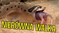 Karmienie WĘŻY + aktualizacja [*]