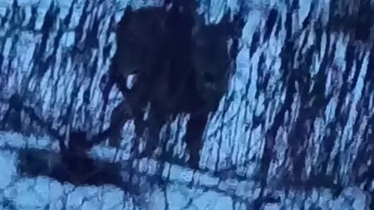 roe deer close to houses in winter #ice #roe #winter #house