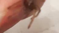 Brachypelma emilia L1 