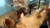 Unpacking Pterinochilus chordatus oraz przenoszenie i aranżacja terrarium