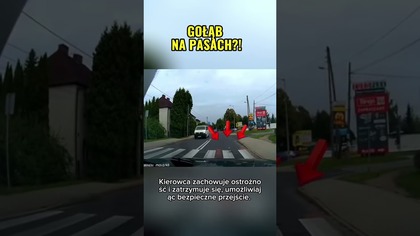 Gołąb że znajomością przepisów? #droga #kulturanadrodze #stopcham #polskiedrogi #funny