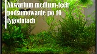 Akwarium medium-tech od 2 do 10 tygodnia