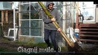 Odc-788-Duże sadzonki sikkimensis,kolejny ensete i sikkimensis wykopany.