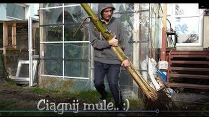 Odc-788-Duże sadzonki sikkimensis,kolejny ensete i sikkimensis wykopany.
