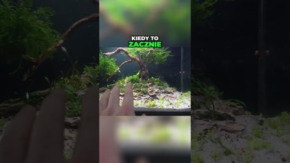  Może dodać coś czerwonego ? #akwarium #akwarystyka