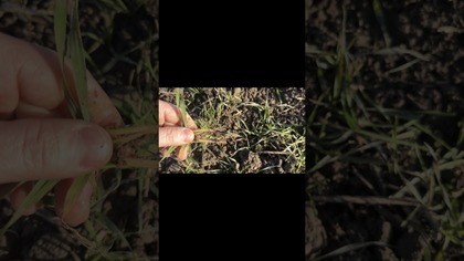 Dokrzewianie pszenicy wiosną.  

Temat poruszany co roku a same sposoby znane większości od lat, czyl