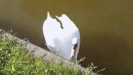 Kołcz Łabędź robi mi kolczing.  Uwaga mocne 