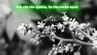 PIOSENKA O KOMARZE PHONK