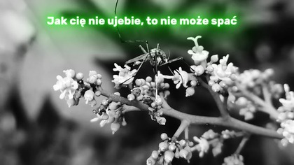 PIOSENKA O KOMARZE PHONK