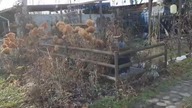 Kury * chicken * happy huhn * 31 grudzień 2023