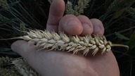 Pontiform - plantacja nasienna