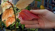 Odc 616-M basjoo,begonia tamaya,albopicta,argenteo guttata, pomarańcza tarocco,musella,brugmansje