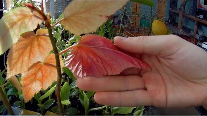 Odc 616-M basjoo,begonia tamaya,albopicta,argenteo guttata, pomarańcza tarocco,musella,brugmansje