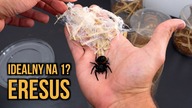 Eresus walckenaeri IDEALNY dla początkujących!