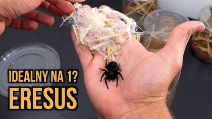 Dzisiaj rozmamy o pająku czołgu, czyli Eresus walckenaeri! Najwiekezy przedstawiciel rodzaju Eresus, po polsku nazywany Poskocz tytan 


Wpadnij po więcej do mnie na Instagram https://www.instagram.com/kuba_ptasznik_zajac/


Jeśli chcesz mieć dostęp przedpremierowych filmów bez reklam, oraz innych benefitów, to zachęcam do wsparcia w rozwoju kanału tutaj: https://patronite.pl/KubaPtasznikZajac


Kontakt biznesowy: ptaszniki.zajaca.yt@gmail.com