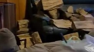 Kotek na kominku