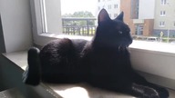 Memories of Bagheera the sweetest Black Panther