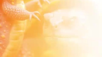 Od Żółwia do Zwycięstwa: Jak Determinacja Tworzy Twoje Przeznaczenie!