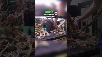 Wyspy w 3-metrowym akwarium 