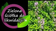 Likwidujemy zieloną sciółkę?