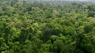 Najdziksze wyspy świata Amazonia  pływające lasy