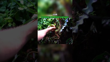 Otwarty Design Akwarium Ułatwiona Pielęgnacja i Nowoczesność!