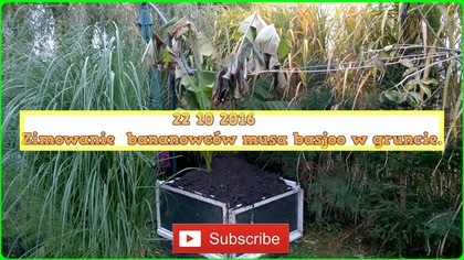 188.  Zimowanie bananowców musa basjoo w gruncie.  22. 10. 2016