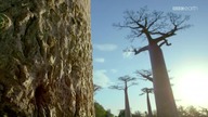 Niezw wyspy tropik 1 Madagaskar (BE) [nr 128]