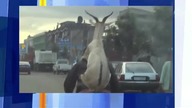 Jazda z kozą na plecach